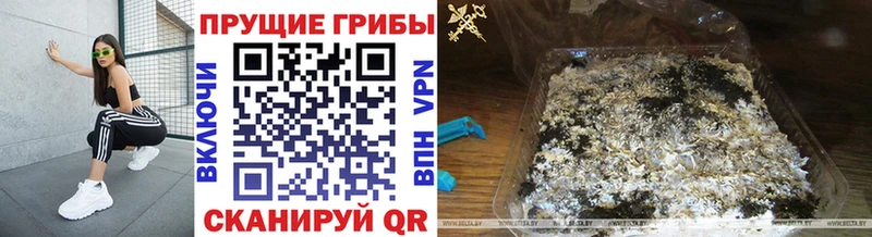 мега ссылка  купить   Нефтеюганск  Псилоцибиновые грибы Psilocybine cubensis 